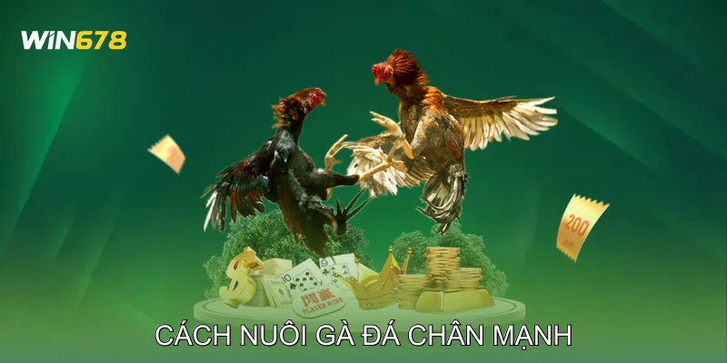 Cách Nuôi Gà Đá Chân Mạnh Vượt Trội Trong Mọi Trận Đấu