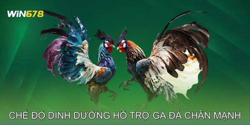 Chế Độ Dinh Dưỡng Hỗ Trợ Gà Đá Chân Mạnh