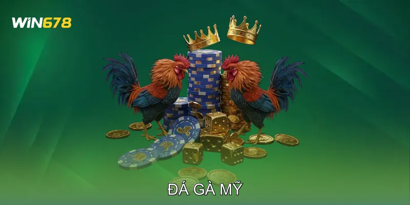 Đá Gà Mỹ Học Hỏi Kỹ Thuật Qua Các Trận Đấu Thực Chiến