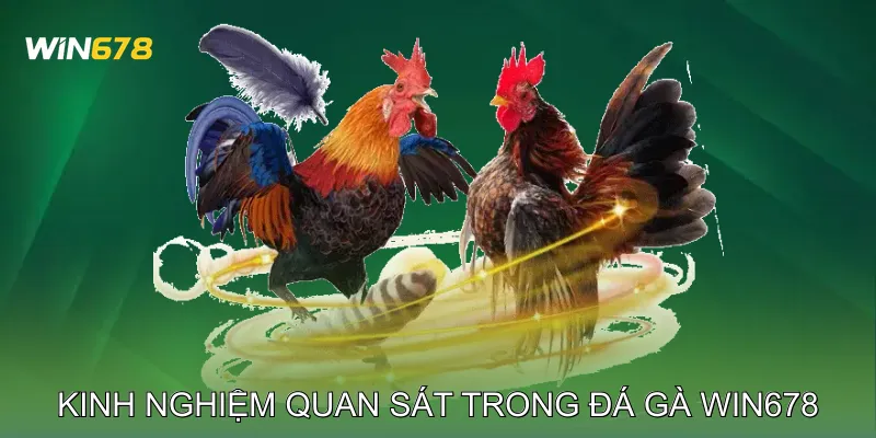 Kinh nghiệm quan sát trong Đá gà Win678