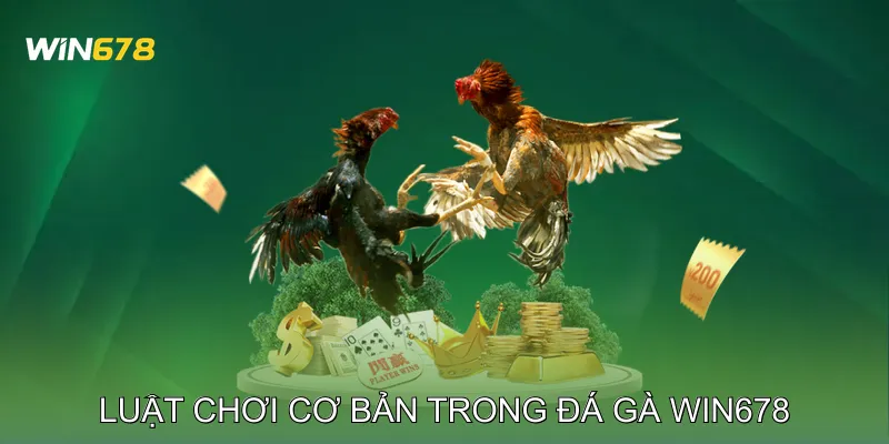 Luật chơi cơ bản trong Đá gà Win678