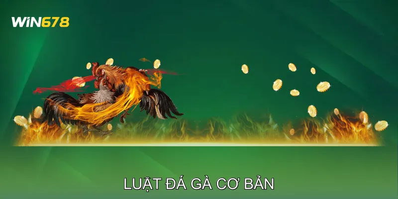 Luật Đá Gà Cơ Bản
