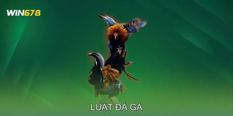 Luật Đá Gà Những Điều Người Mới Tham Gia Không Nên Bỏ Qua