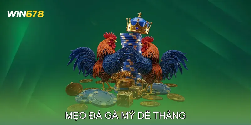 Mẹo Đá Gà Mỹ Dễ Thắng