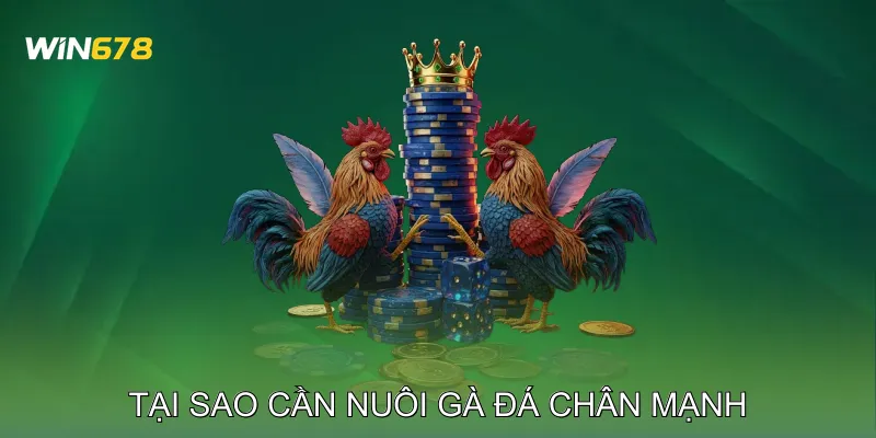 Tại Sao Cần Nuôi Gà Đá Chân Mạnh